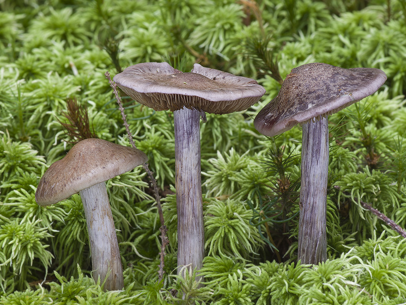 Cortinarius scaurus